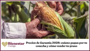 Precios de garantía 2026 acopio de maíz y frijol